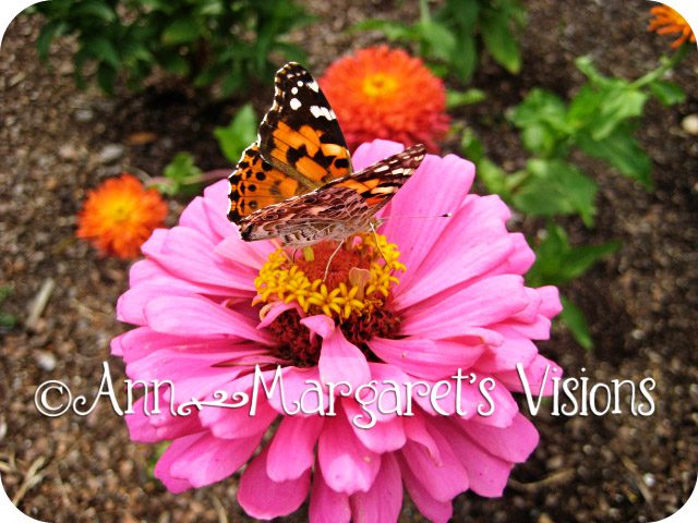 dahlia-butterfly-monarch-alexandria