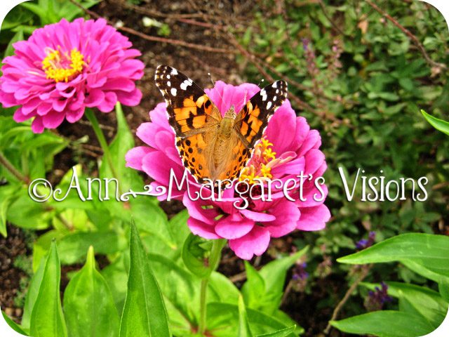 dahlia-butterfly-virginia