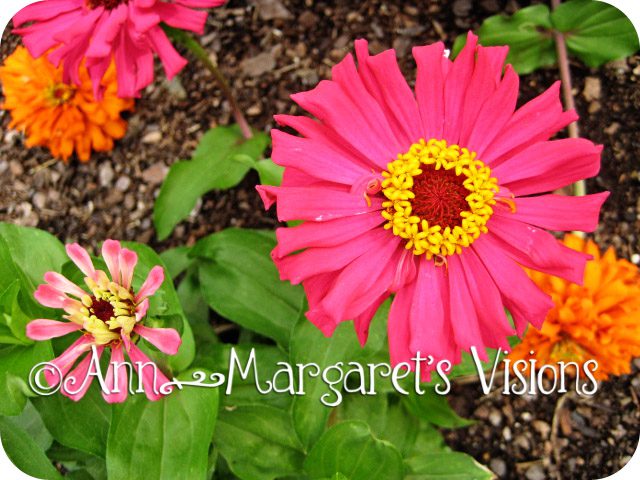 pink-flowers-alexandria-virginia