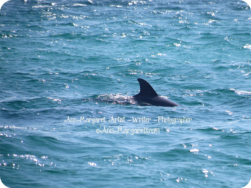 dolphin-florida-march2014-beach