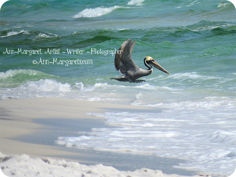 pelican-beach-beautiful-bird-ocean